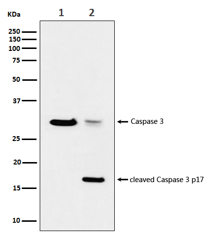 WB - Anti-active + pro Caspase 3 CASP3 Rabbit Monoclonal Antibody ABO14291
